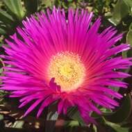 Image of Ice Plants