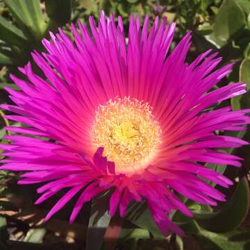 Image of Ice Plants