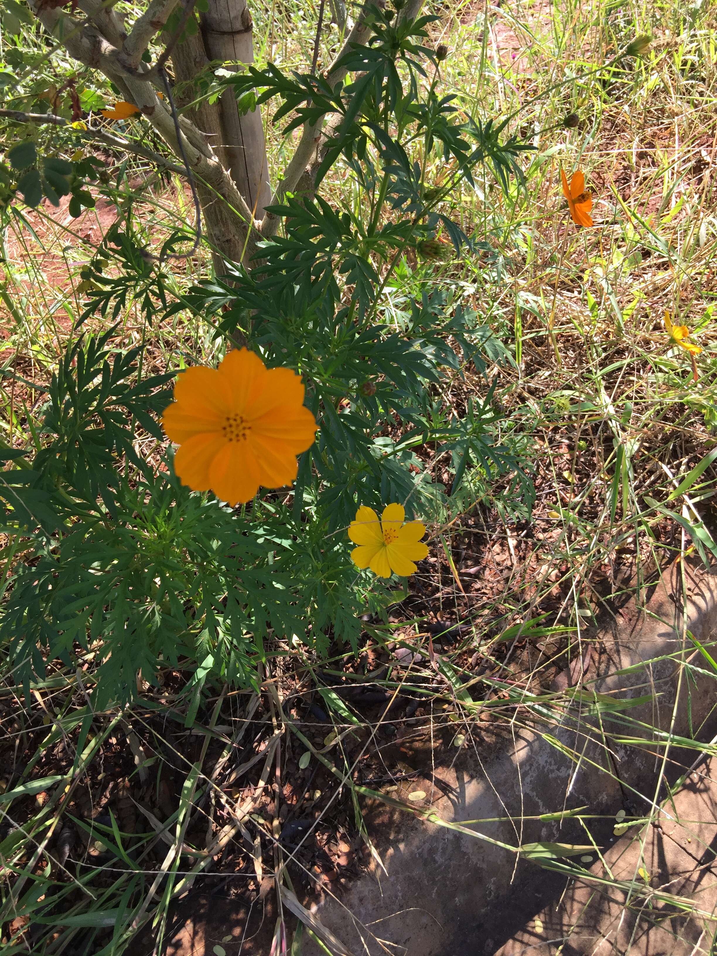 Image of sulphur cosmos