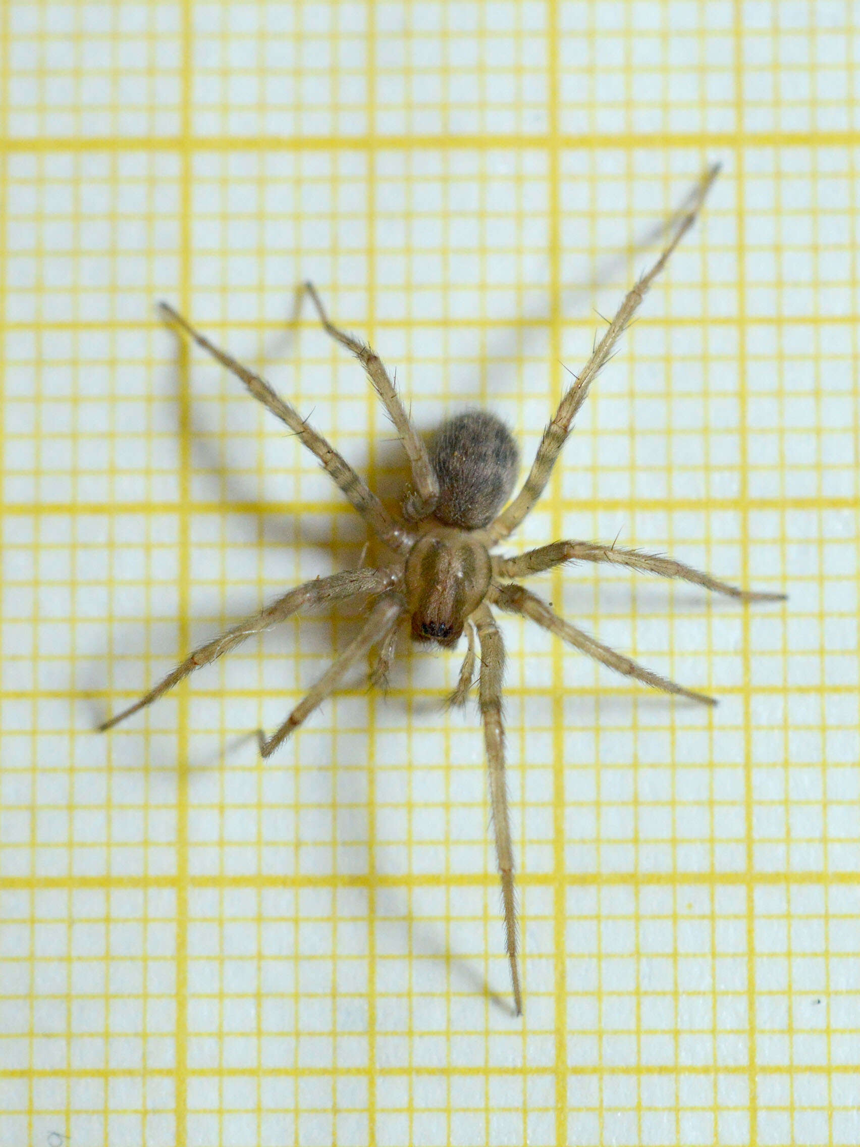 Image of Barn Funnel Weaver