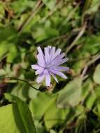 Image de Cicerbita macrophylla subsp. macrophylla