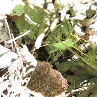 Image de sauterelle des chênes