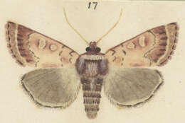 Image of Ichneutica marmorata Hudson 1924