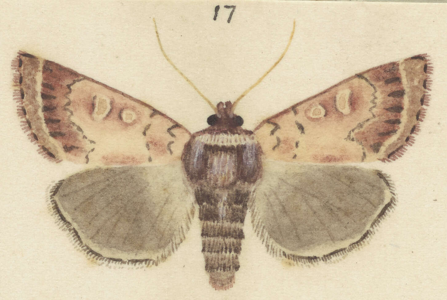 Image of Ichneutica marmorata Hudson 1924