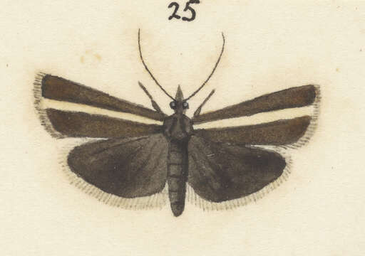 صورة Orocrambus catacaustus Meyrick 1885