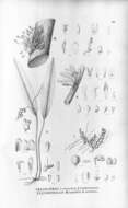Image of Stelis amoena Pridgeon & M. W. Chase