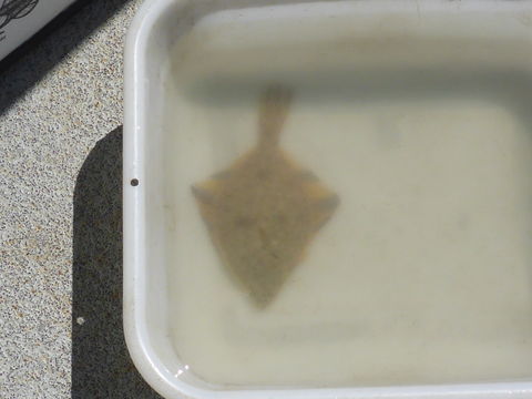 Image of Starry Flounder