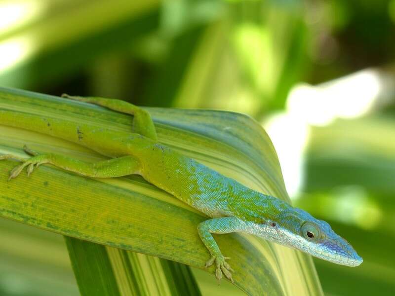 Image of Allison's Anole