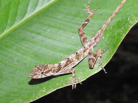 Image of Many-scaled Anole