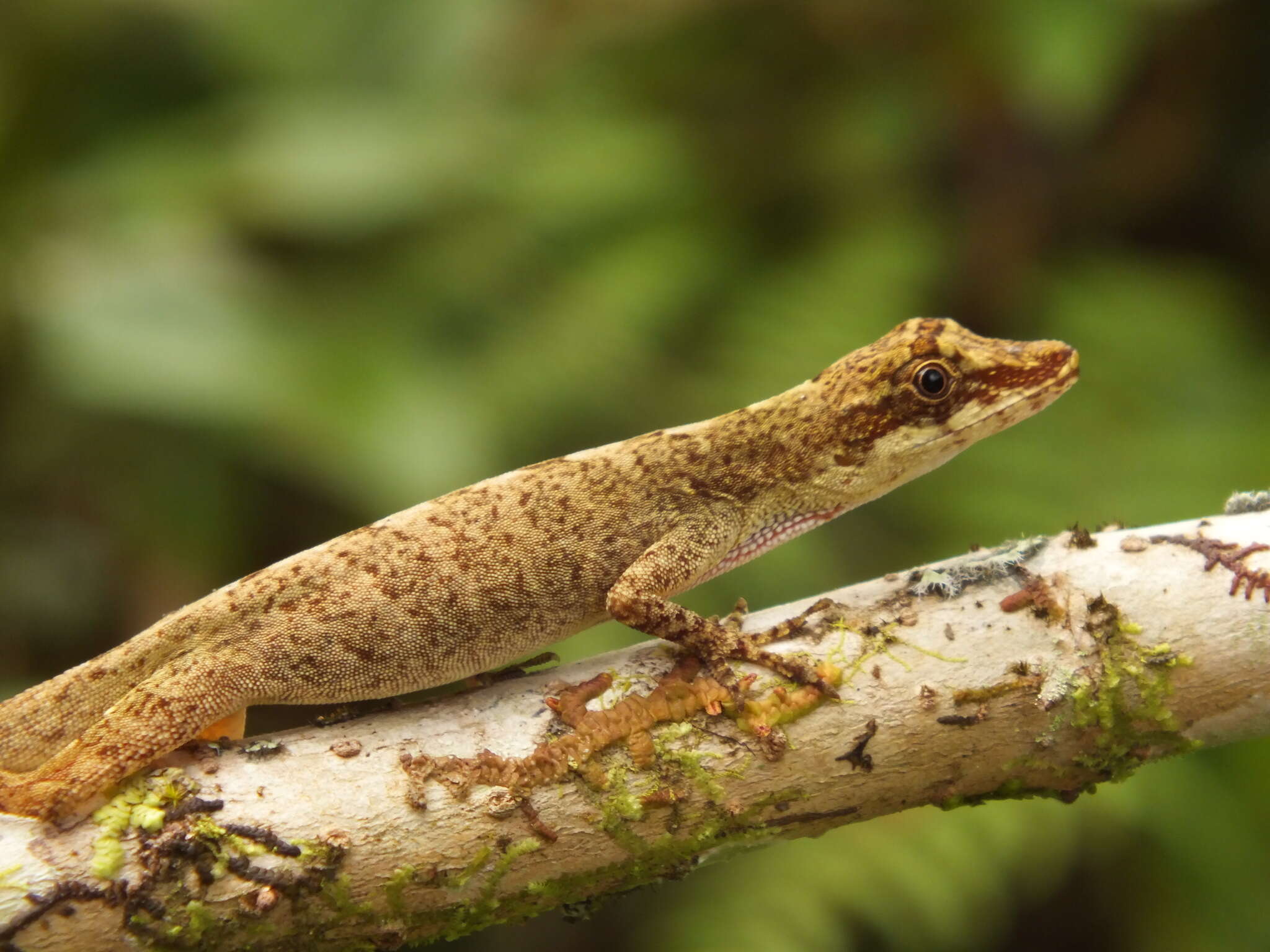 Image of Brown-eared anole