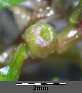 Image of Mudwort