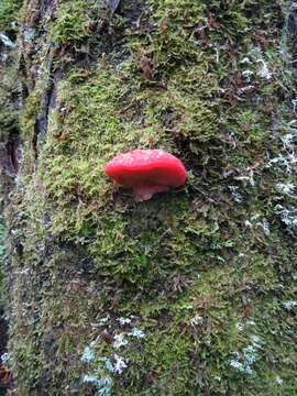 Image of Tyromyces pulcherrimus (Rodway) G. Cunn. 1965