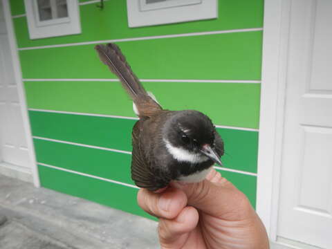 Image of Philippine Pied Fantail