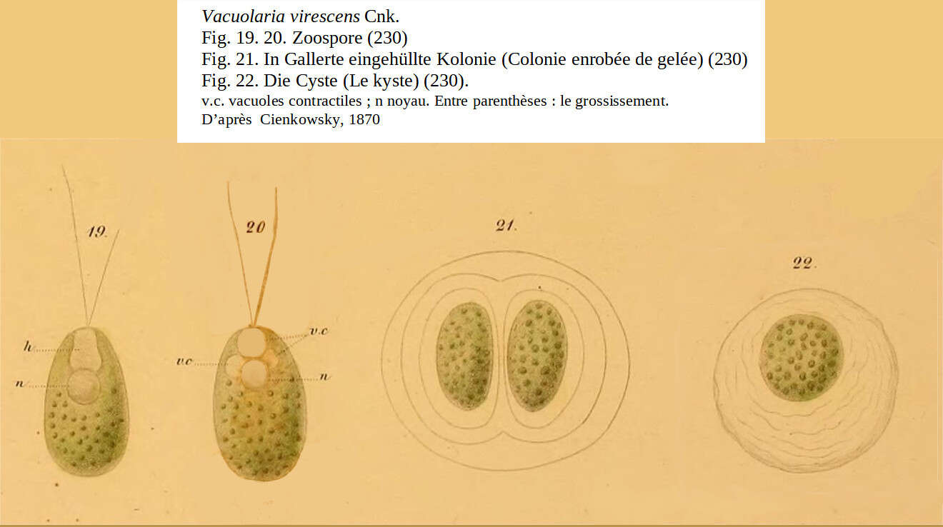 Image of raphidophytes