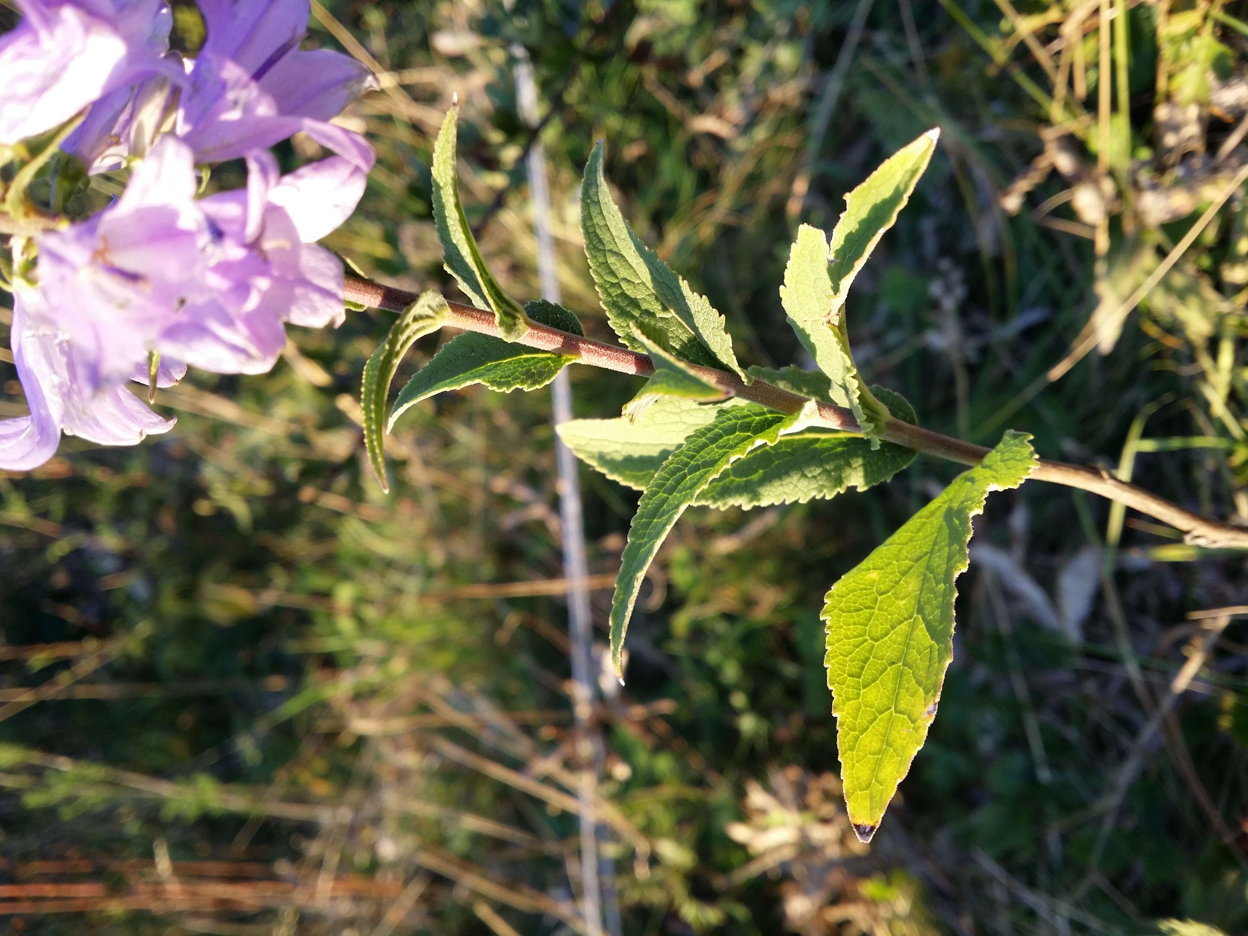 Image of European bellflower