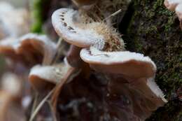 Image of Auricularia mesenterica (Dicks.) Pers. 1822