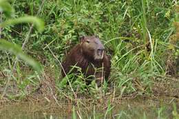 Image of Lesser Capybara