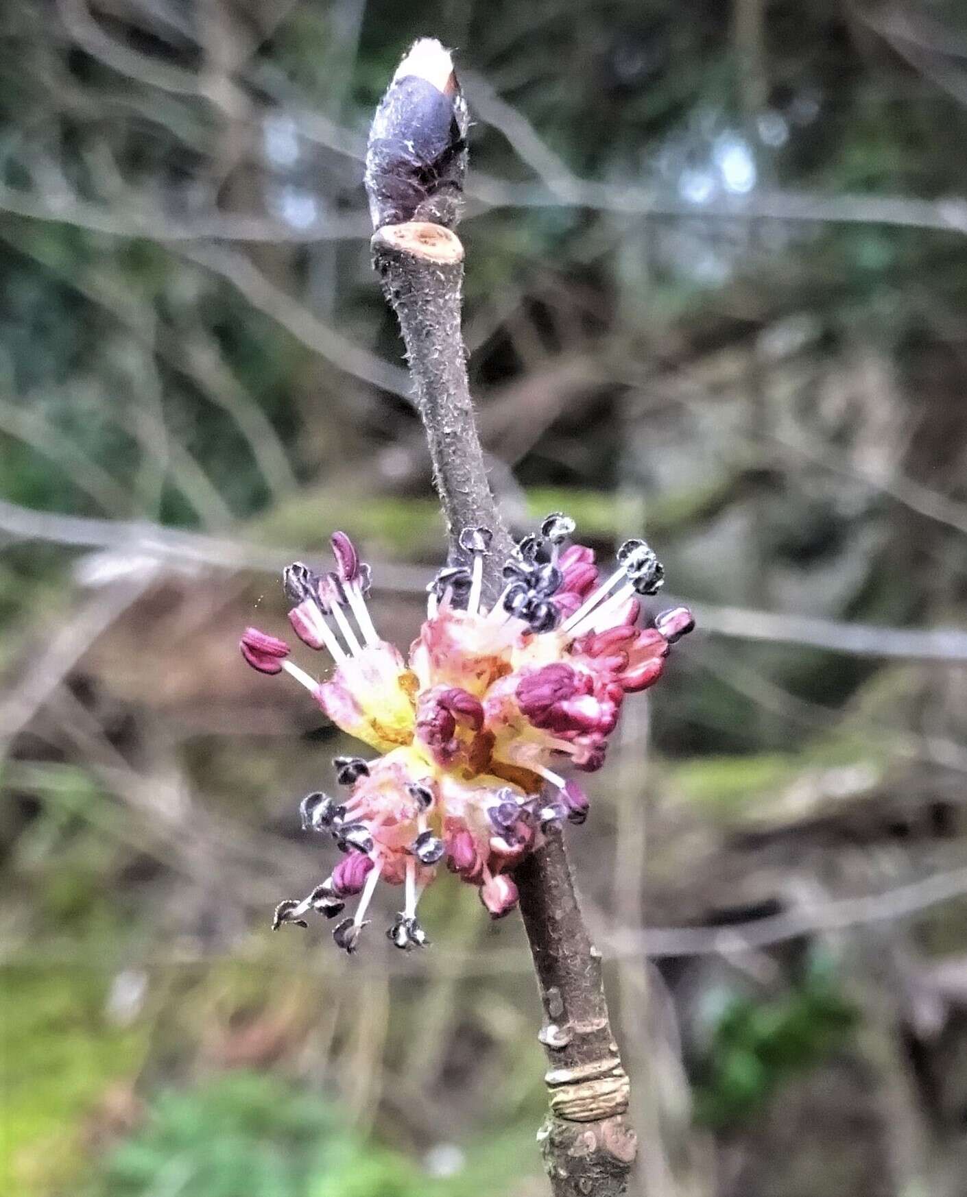 Ulmus procera Salisb.的圖片