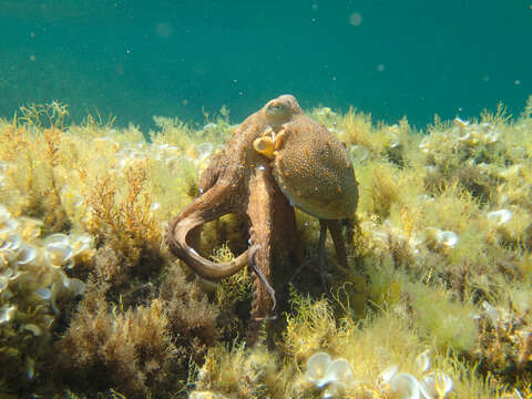 Image of Common octopus