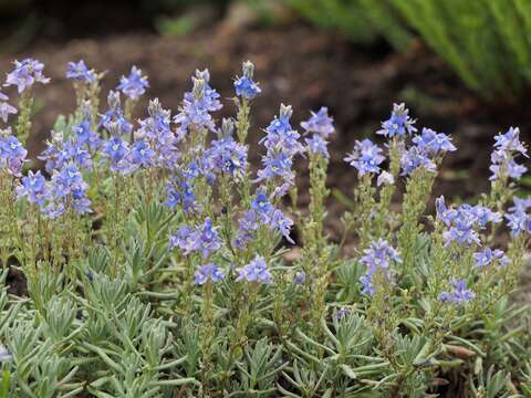 Image of Veronica cinerea Boiss. & Bal.