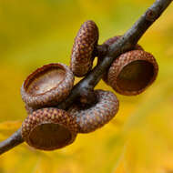 Image of Northern Red Oak