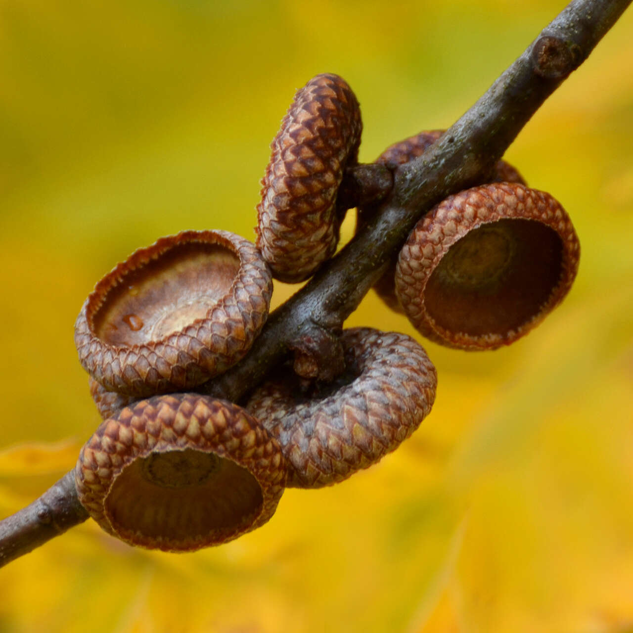 Image of Northern Red Oak