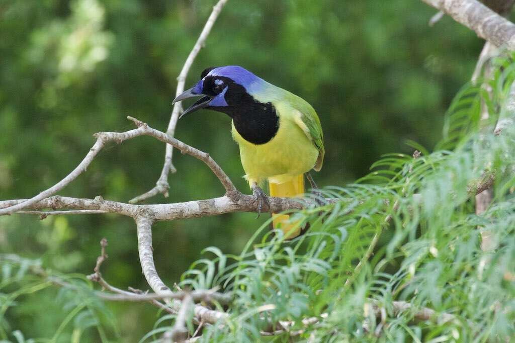 Image of Green Jay