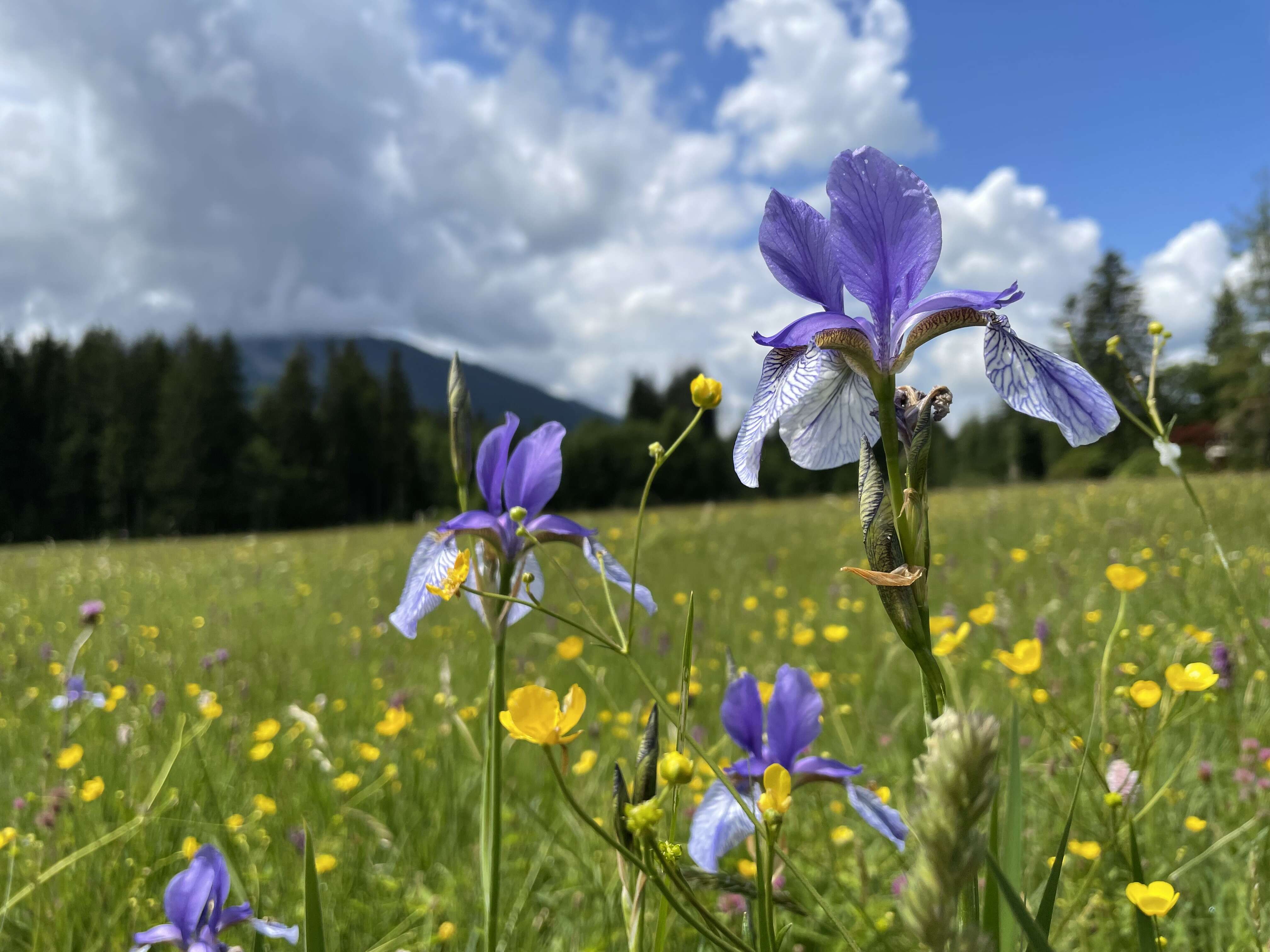 Image of German Iris