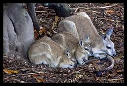 Image of Northern Nail-tail Wallaby