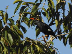 Image of Southern Hill Myna