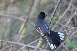 Image of Eastern Towhee