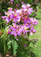 Image of Tibouchina mollis (Bonpl.) Cogn.