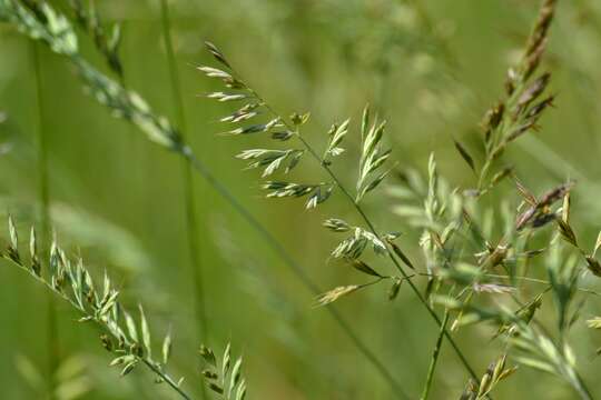 صورة Festuca cinerea Vill.