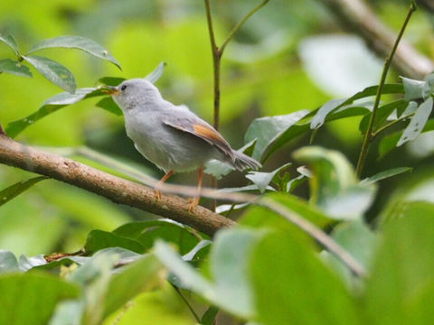 Image of Red-winged Grey Warbler