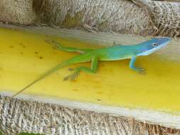 Image of Allison's Anole