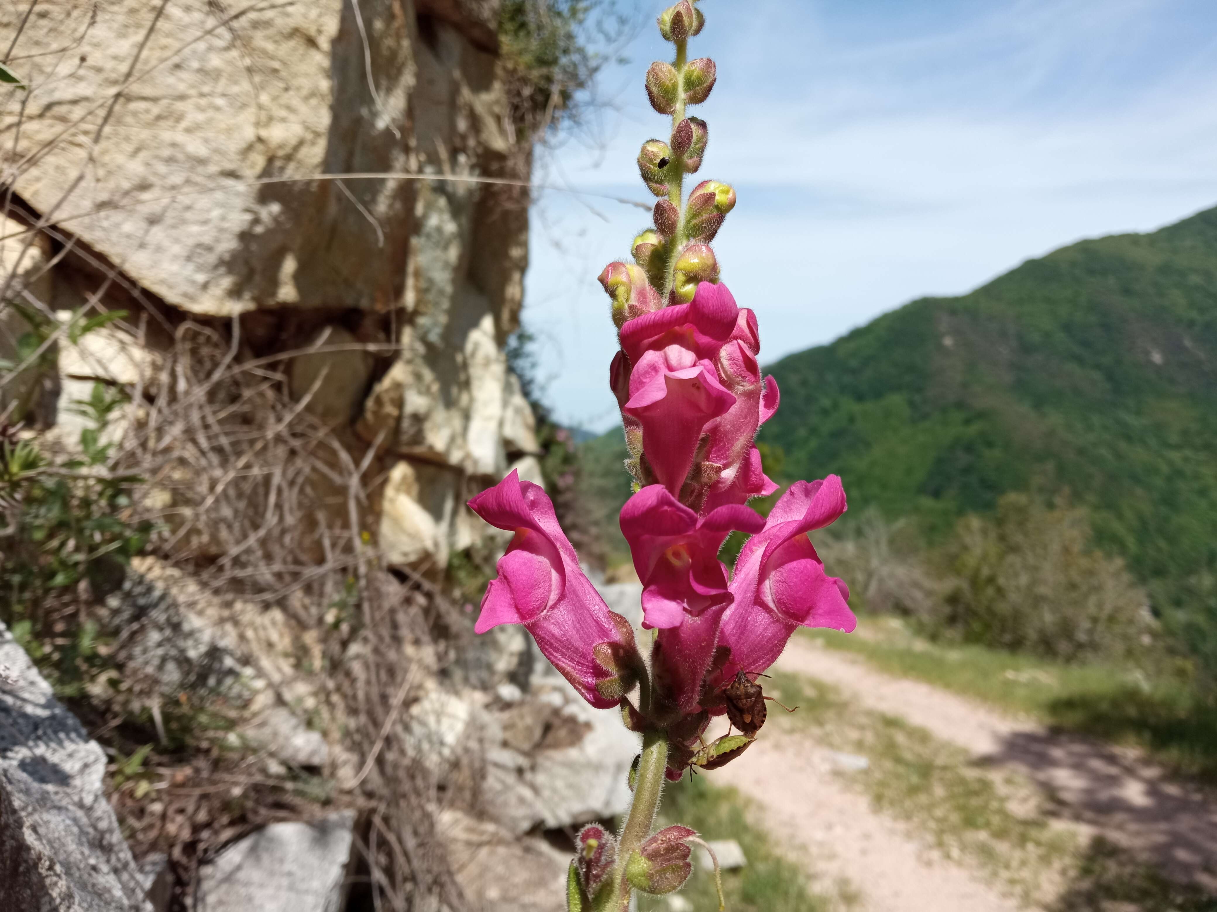 Image of garden snapdragon