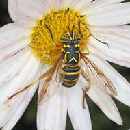 Image of Eastern Hornet Fly