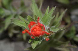 Image of harsh Indian paintbrush