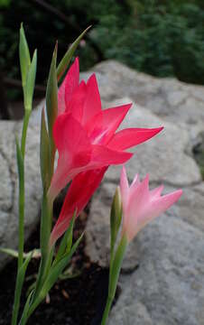 Plancia ëd Gladiolus carmineus C. H. Wright