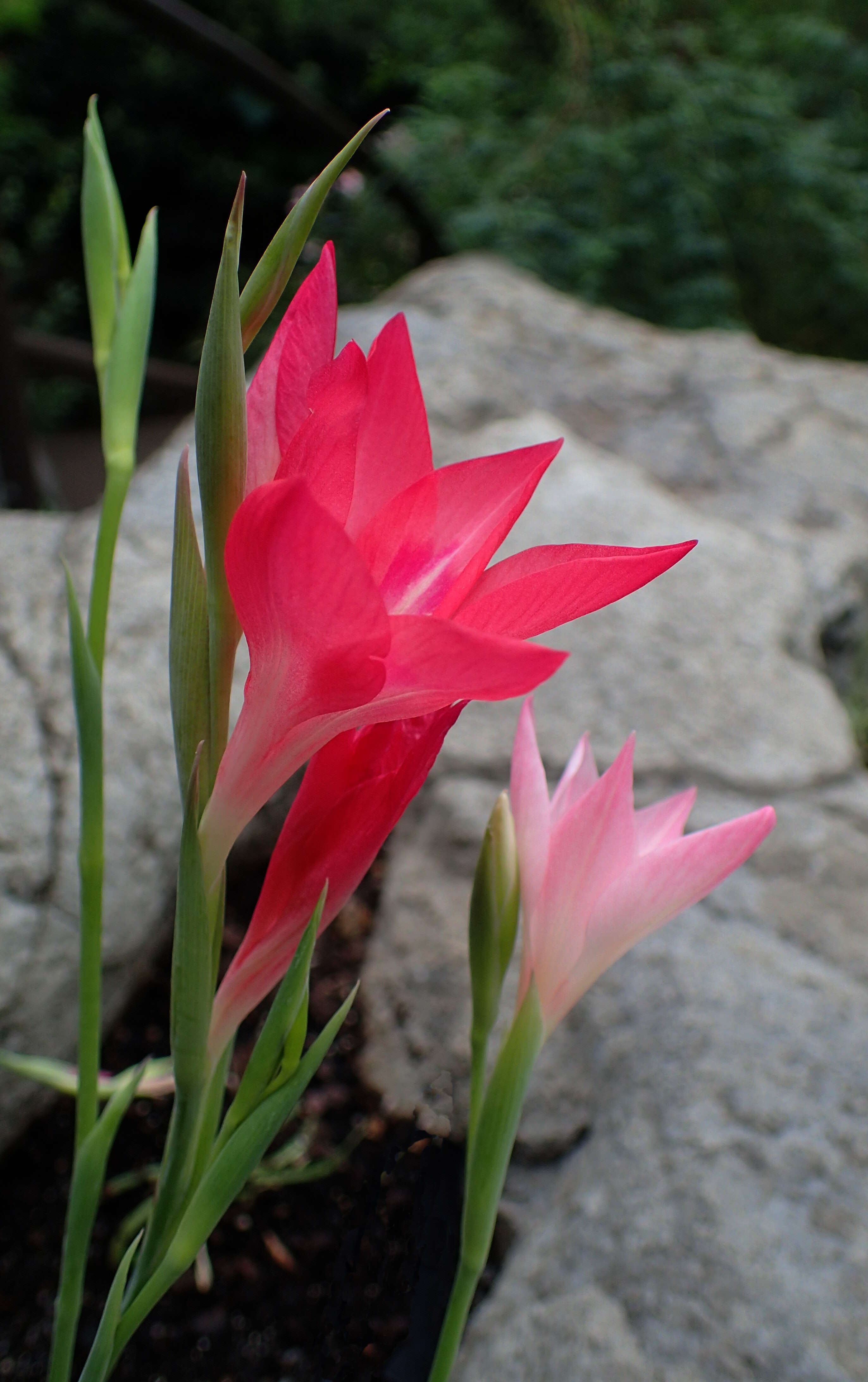 Plancia ëd Gladiolus carmineus C. H. Wright