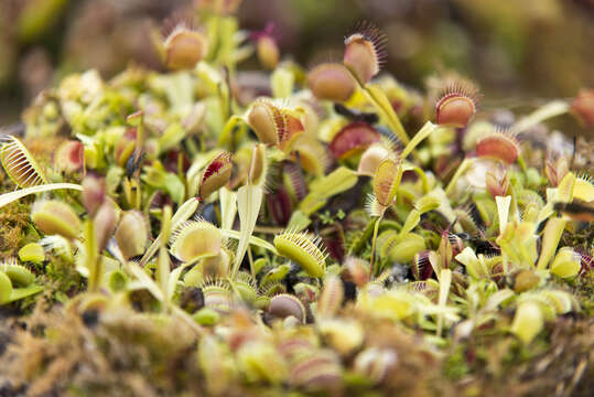 Image of Dionaea