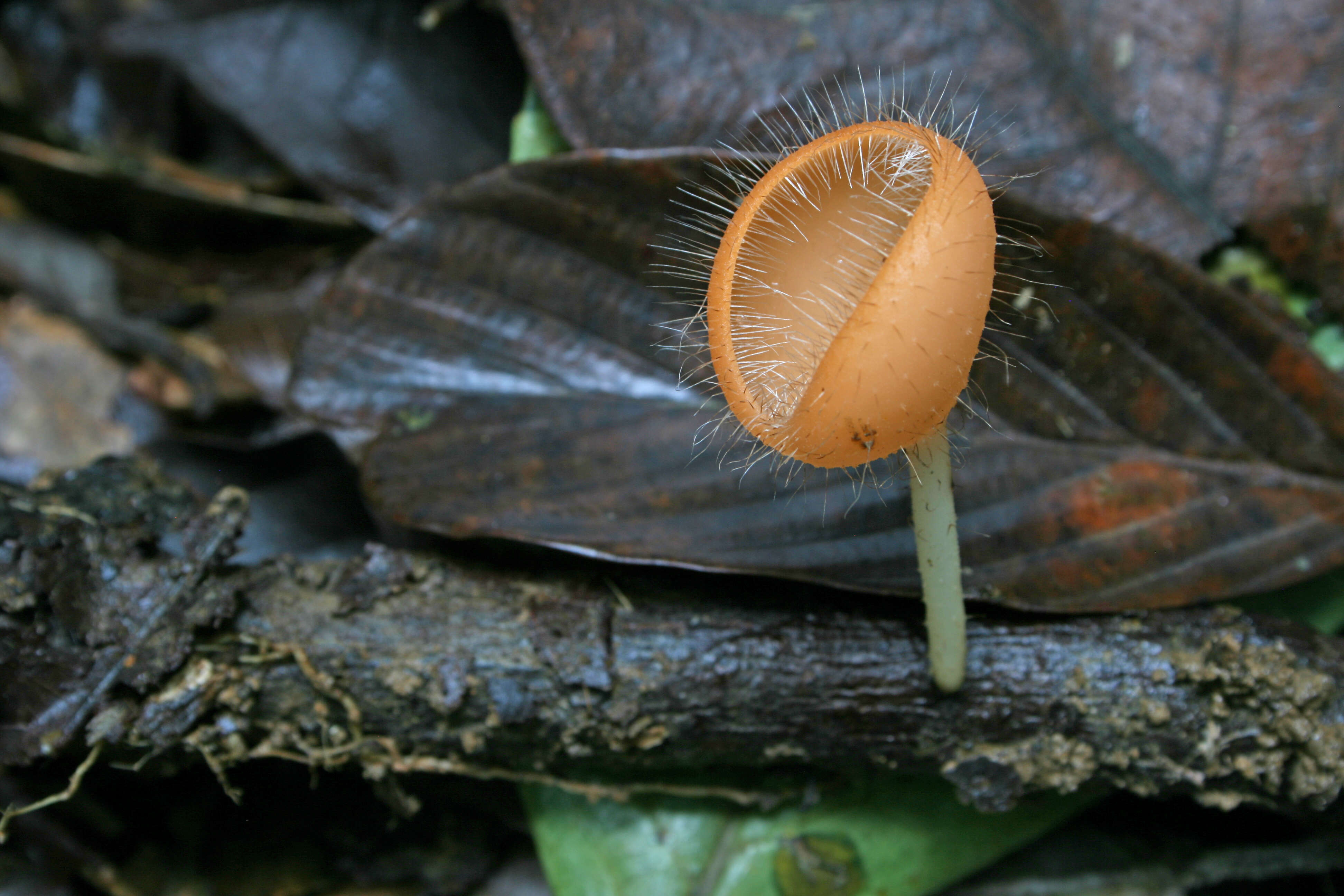 Image of Cookeina tricholoma (Mont.) Kuntze 1891