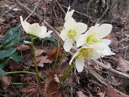 Image of black hellebore