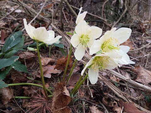 Image of black hellebore