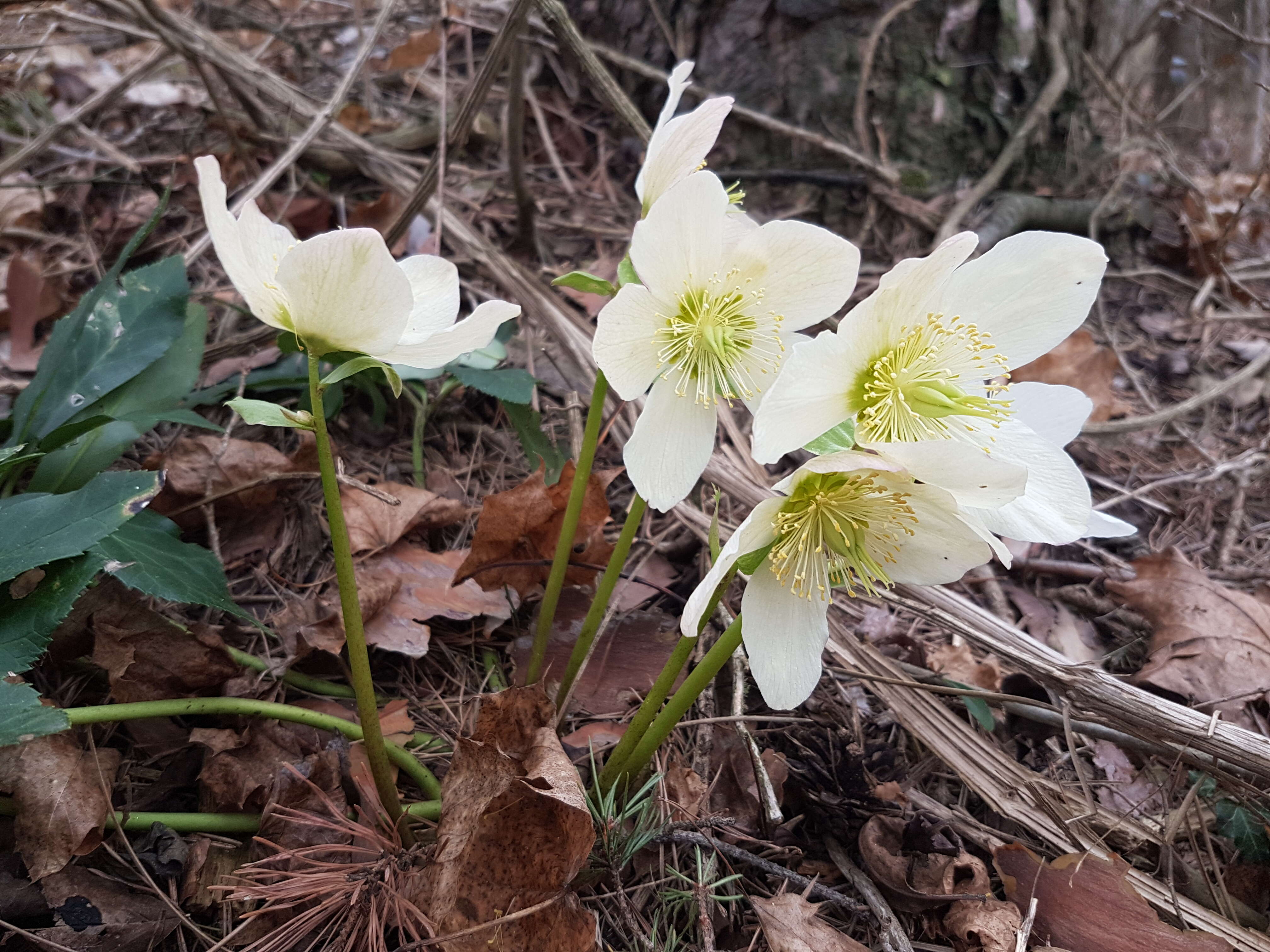 Image of black hellebore