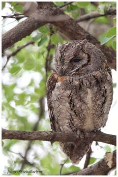 Image of African Scops Owl