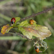 Image of 11-spot ladybird