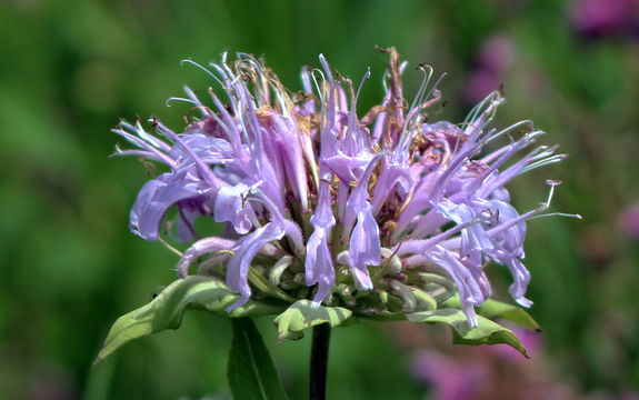 Image of <i>Monarda fistulosa</i>