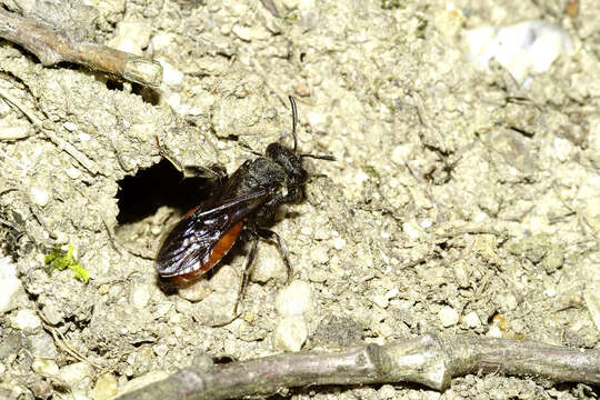 Image of Sphecodes albilabris (Fabricius 1793)