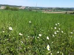 Image of Snowdrop Anemone